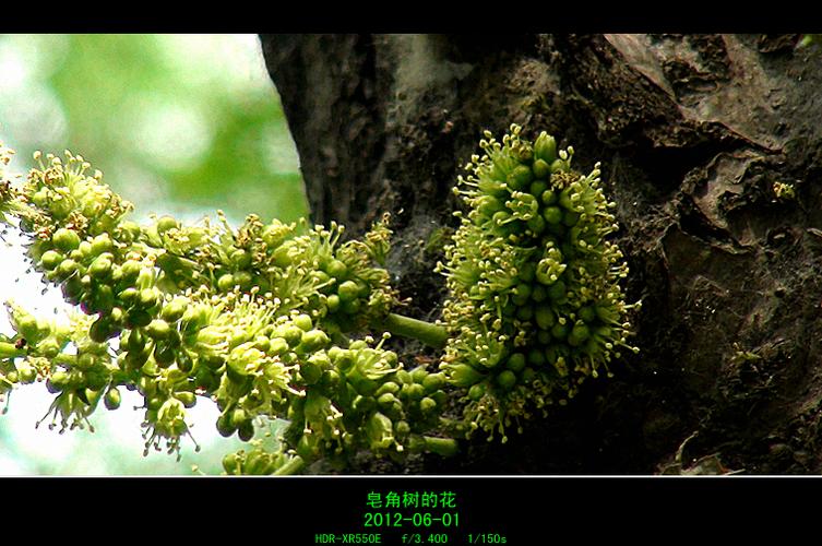 皂角树的花——公园里随拍