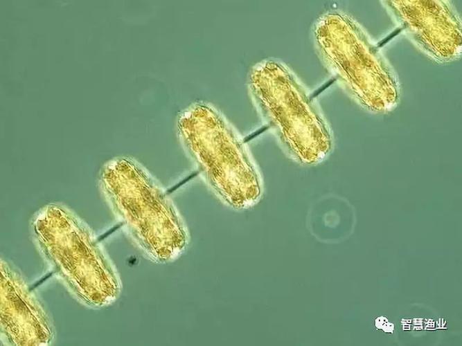 小环藻舟形藻根管藻裸藻门囊裸藻扁裸藻血红裸藻纤细裸藻膝曲裸藻绿