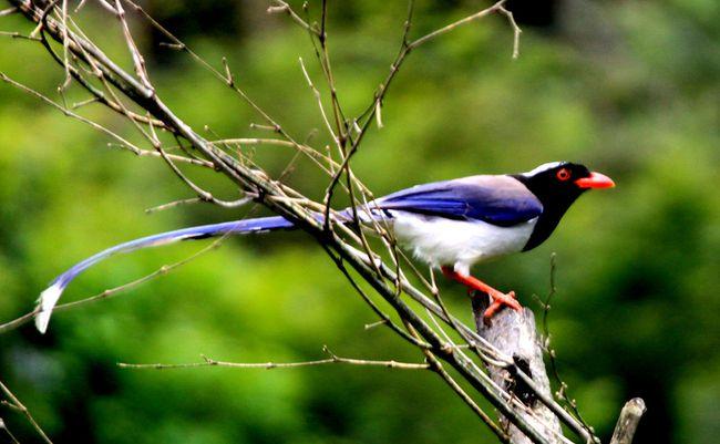这些长尾巴的鸟,你知道几个?很多人只认识孔雀