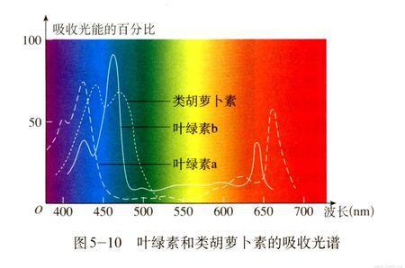 类胡萝卜素和叶绿素的吸收光谱