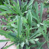 败酱草的功效与作用