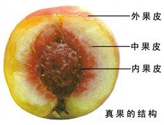 中医中核仁是指什么 谢谢