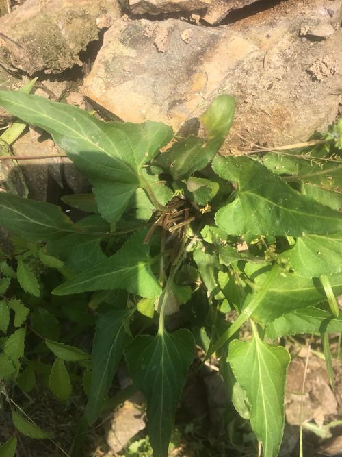 三角形叶子 这草好像是中医 不知道名字.谁能认出来?