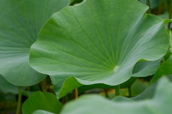 完全展开的成熟的盾形叶(摄影:@自源)   而莲的花刚出水的姿态是