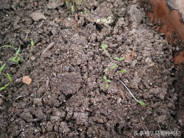 我的枸杞树盆栽已经发芽出来了,你的呢?