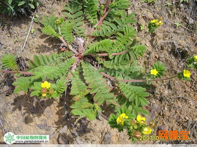 你好,请问翻白草真的能治疗糖尿病吗?它长什么样子?能