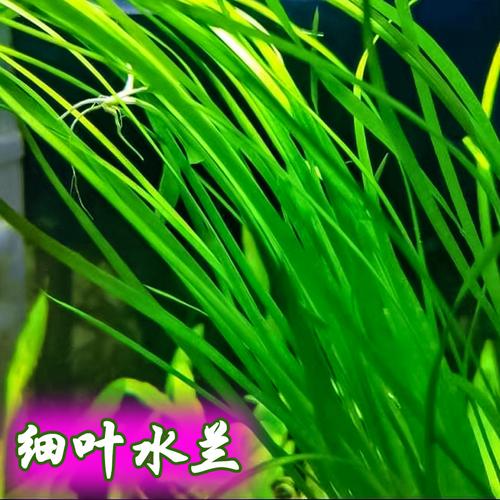 水兰细叶水中水草小水迷你兰大大水兰扭兰细叶水草
