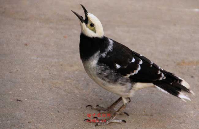 所以能"说话",鸟类中除花八哥外鹦鹉及鹩哥也会学人说话