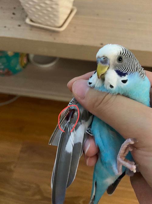 虎皮鹦鹉翅膀流血