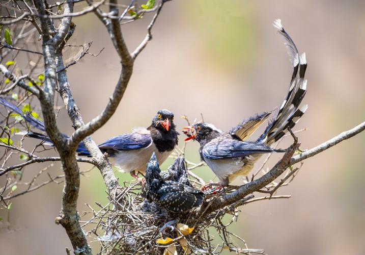 什么鸟可以栖息在蓝桉树上
