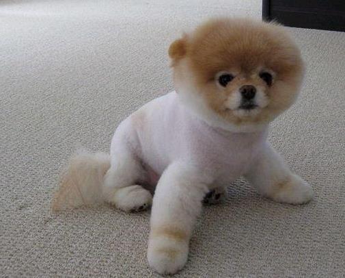 博美犬剃毛后的高清图片欣赏