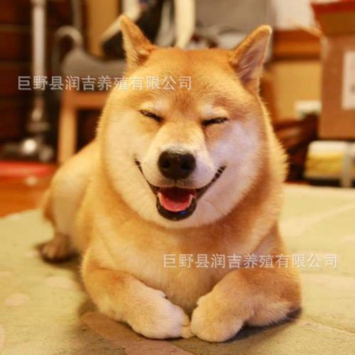 纯种柴犬幼犬活体 日本柴豆犬 忠犬八公 双血统 发货