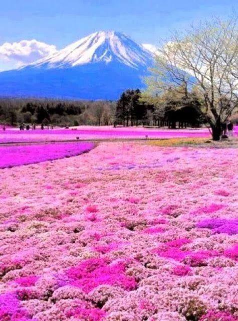 全球最美花海