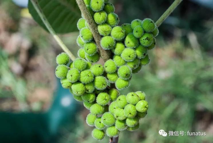 atlantic poison oak,图片引自poison-ivy.org,版权归原作者所有