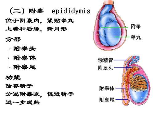 如何有效预防附睾炎发生