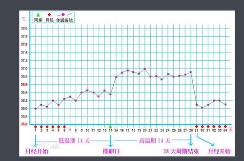 为什么基础体温可以判断月经的准确时间呢?