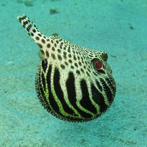 下图中,是我最爱的超级可爱的saddled long-nose pufferfish,另称为