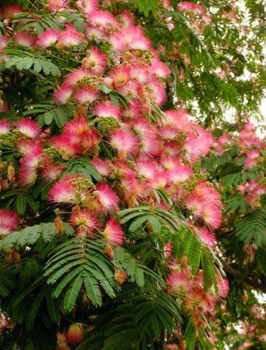 《孔方》壹,合欢