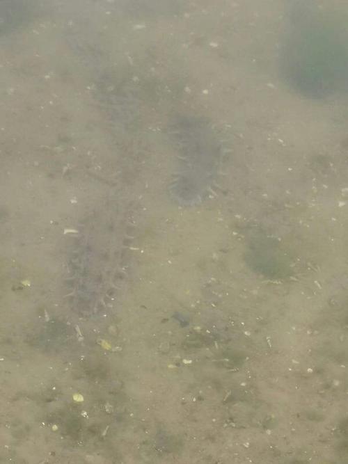 生物产品没有刺激,海参吃料更好,地上还生长了不少底栖硅藻.