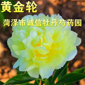 菏泽诚信牡丹芍药园精品芍药花苗[黄金轮].2018年秋天发货.