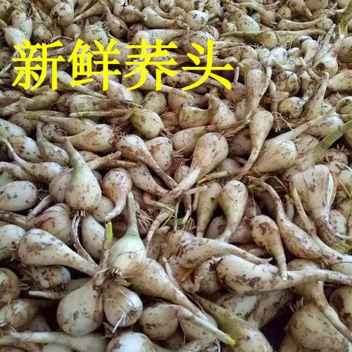 新鲜藠头荞头江西茭头农家自种新鲜现挖叫头野生大教头包邮