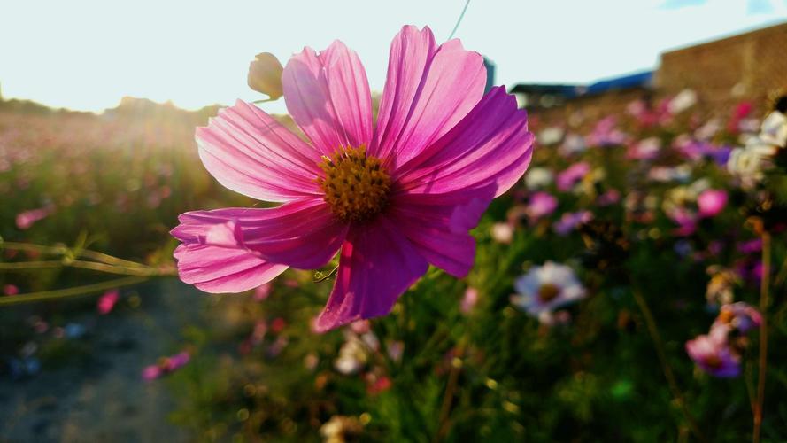 庆阳市西峰区手机拍-格桑花开