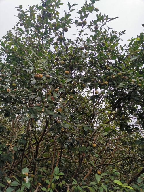 山茶籽 大量山茶籽出售