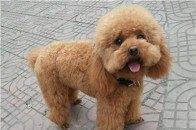 泰迪并不是一种狗,而是一种宠物造型!那些你不知道的冷知识!