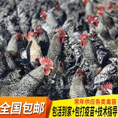 芦花鸡苗今天价格 芦花鸡苗今天价格价格 全国包邮