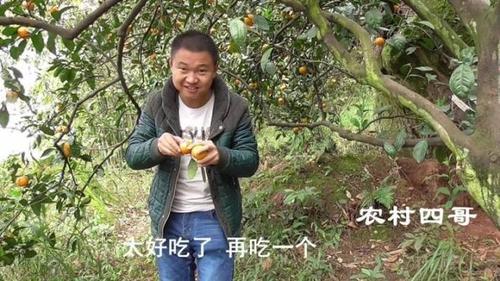 "农村四哥":我靠什么成为拥有近400万粉丝的三农网红?