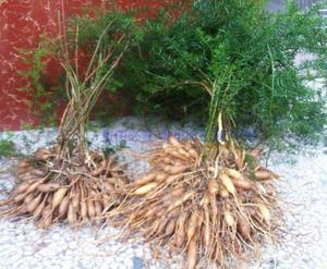 藤本植物良种天冬苗 四季常青 天门冬种苗 盆栽绿化花卉 净化空气