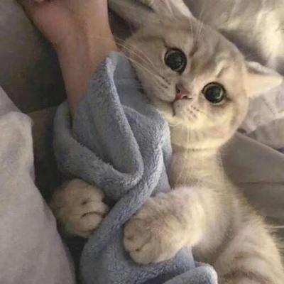 男生用萌猫做头像