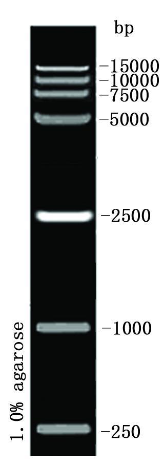 dl15000 dna marker-上海易欣生物科技有限公司
