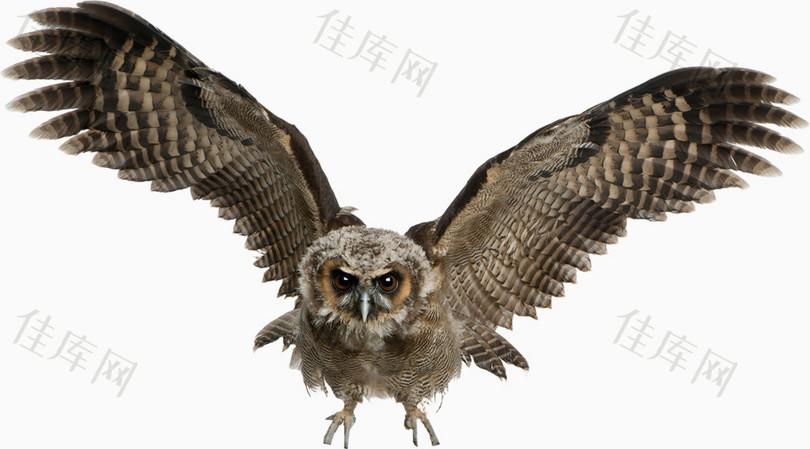 猫头鹰 可爱动物 陆地 鸟类 野生动物 飞翔 鸟