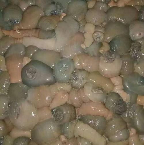 连云港海鲜水产 新鲜鲜活海花 海鲜海产品批发 产地直销海鲜批发