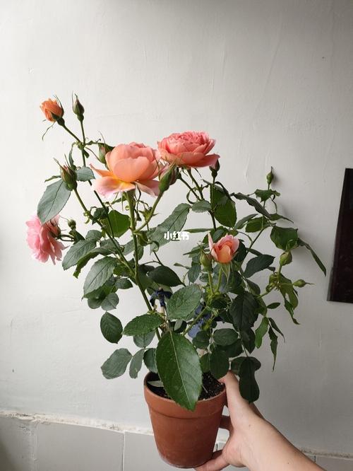日系阳台月季"茜"_阳台_日系_月季_鲜花_花盆_akane怎么样_鲜花分享