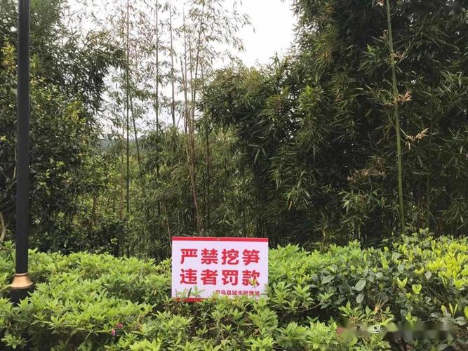 寻乌共护绿美公园严禁挖笋行为