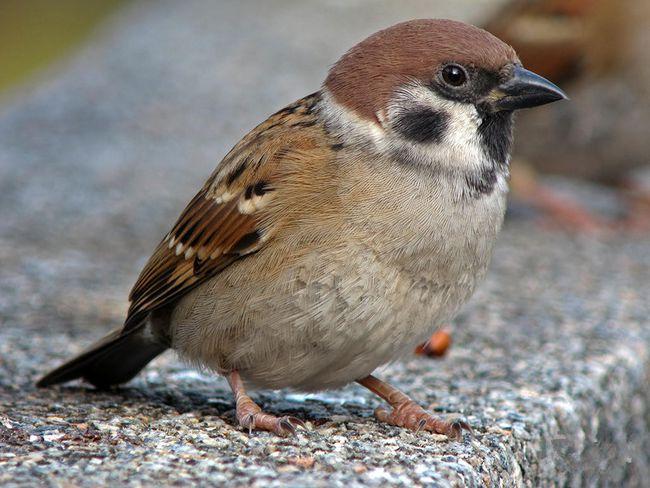 随处可见的麻雀大多是进口的,为什么很难见到本地麻雀