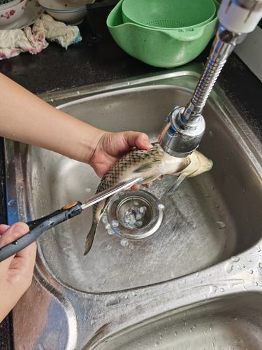 杀鱼