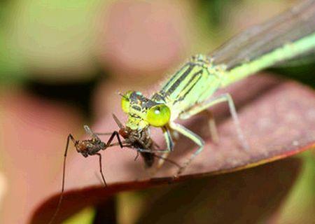 除了蜻蜓点水以外,蜻蜓还可以捕捉苍蝇,蚊子等有害类昆虫.