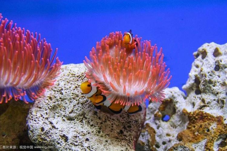 西沙群岛的珊瑚