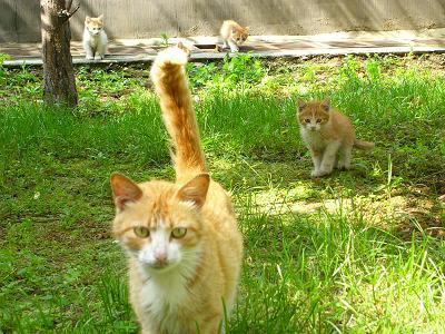 流浪猫和宠物狗