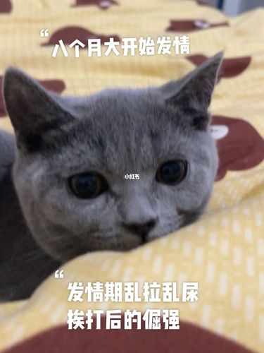 波比成长史93没养蓝猫前:好丑 养后:啊～真香_蓝猫