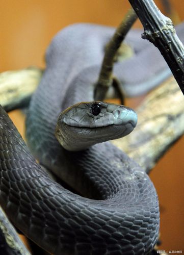 令人闻风丧胆的黑曼巴蛇真像传说中那么可怕?具体问题要具体分析