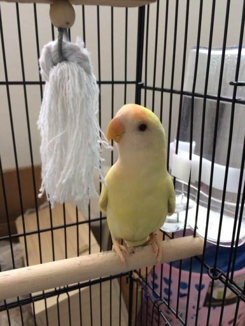 牡丹鹦鹉金桃紫罗兰