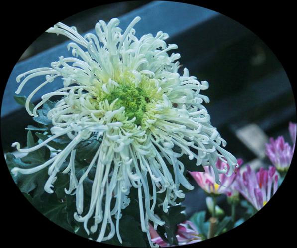 此花名《玉翎管》,明朝唐寅《菊花》曰:故园三径吐幽丛,一夜玄霜坠