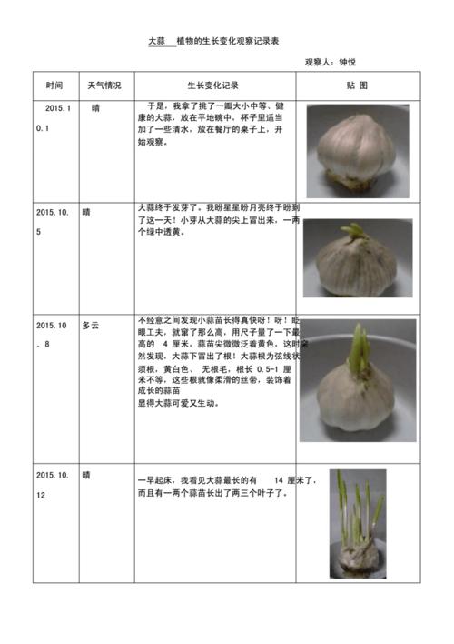 大蒜植物的生长变化观察记录表.docx 2页