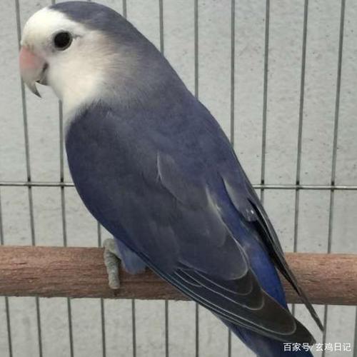 牡丹鹦鹉常见花色及成因