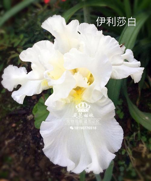 进口块根植物 德国鸢尾《伊丽莎白》大花白色 暂无货