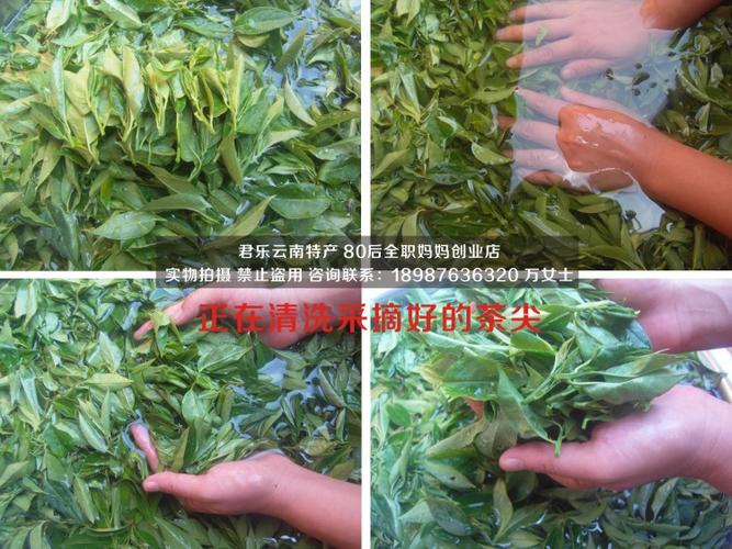 热卖云南文山野生青刺尖茶500g 清热祛火凉血收敛 农家自制不满意包退
